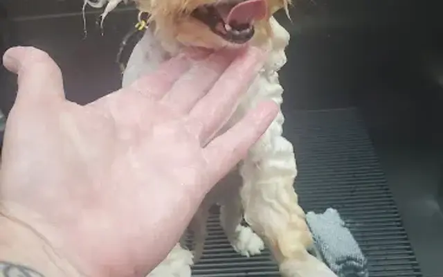 Pretty Paws Pet Grooming Salon in Sebring, FL