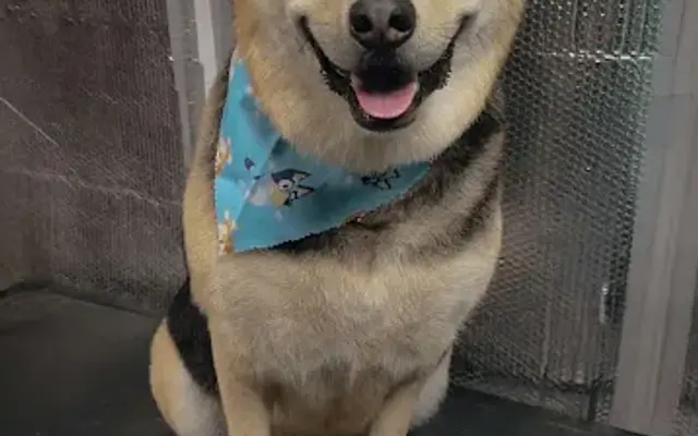 Wag’n Wiggles Mobile Grooming in Ellington, CT