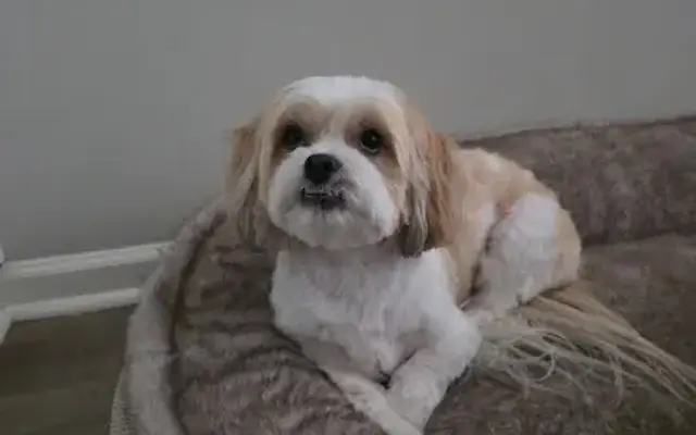 Ada's Pet Grooming in Cartersville, GA