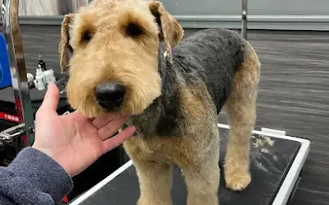 Pet Supplies Plus Milford Grooming in Milford, MA