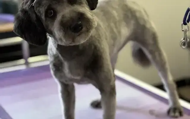 Benny & The Pets Grooming LLC in Newburgh, IN