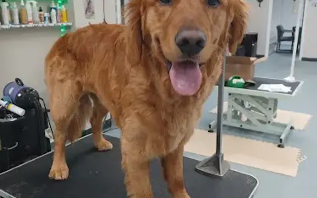 ZenPawsPetGrooming in Cedarburg, WI