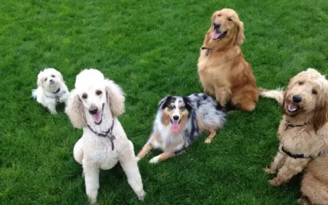 Elizabeth's Pet Sitting in Davis, CA