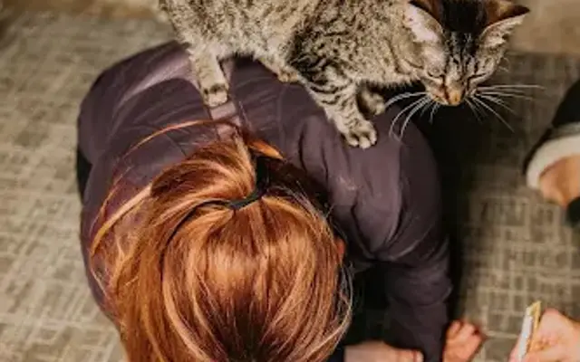 Kind Claws LLC, Mobile Veterinary Technician in Waterford Township, MI