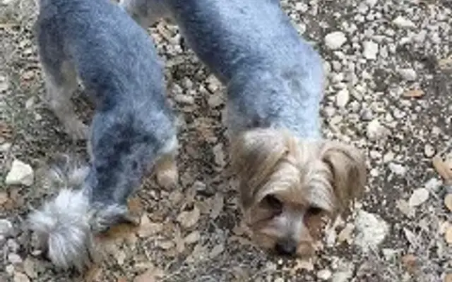 Country Tails Bed And Biscuit in Uvalde, TX