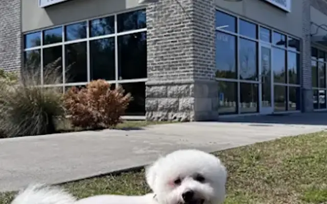 Dog Stars Pet Grooming in Port Wentworth, GA
