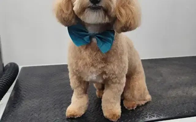 Kira's pets grooming in Parkland, FL