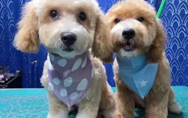 Briones Pets in Los Angeles, CA