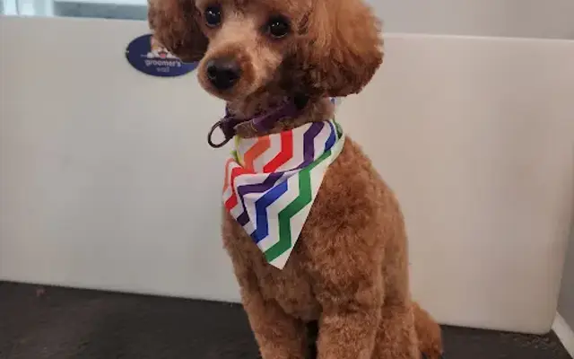 Tranquil Pet Grooming in Willow Spring, NC