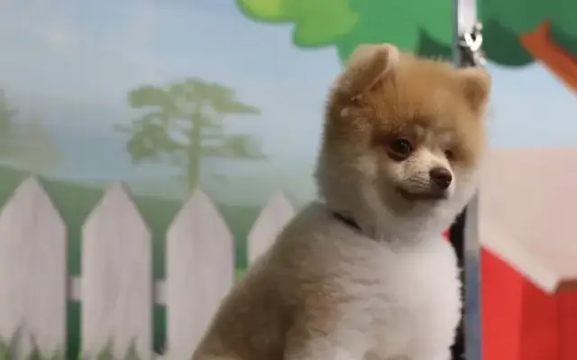 LA DOG GROOMING SPA in Huntington Park, CA
