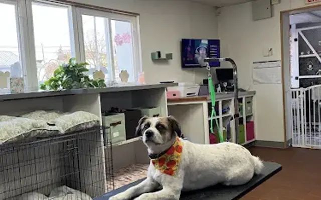 Pampered Pooch Pet Grooming in Woonsocket, RI