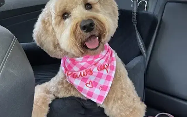 Conga's Pet Grooming in Davie, FL