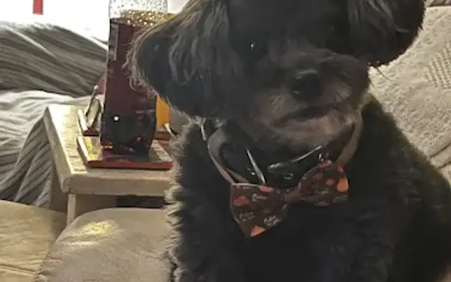 Kyle’s Pet Grooming in Sarasota, FL