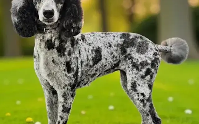 D’Elegant Paws in Thomasville, GA