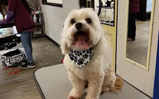 Jessica's Pawfect Pet Services in Warren, OH