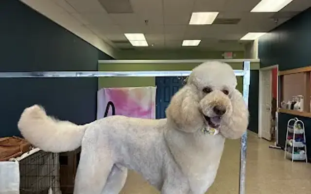 Citrus K9 Dog Grooming in Georgetown, KY