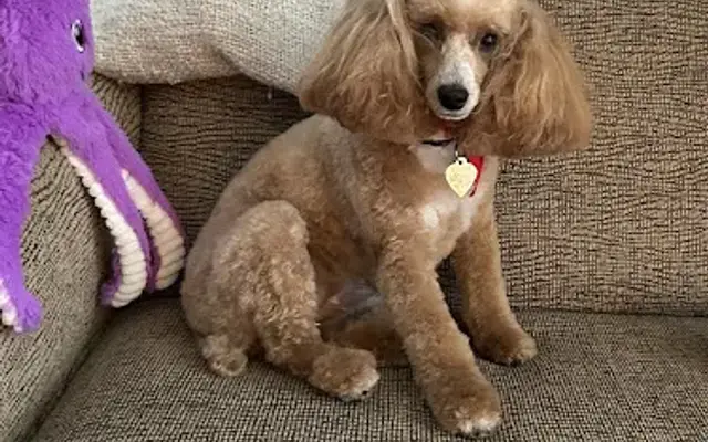 Dapper Pet Spa, LLC - Mobile Dog Grooming in Greer, SC