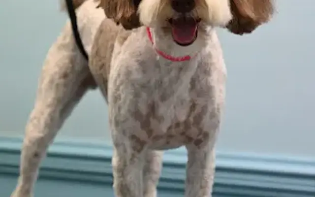 The Dapper Dog Salon in Mooresville, NC