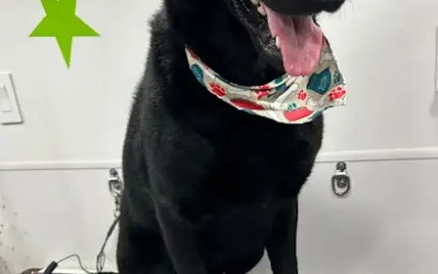 Pet Grooming Sanford Fl in Clermont, FL