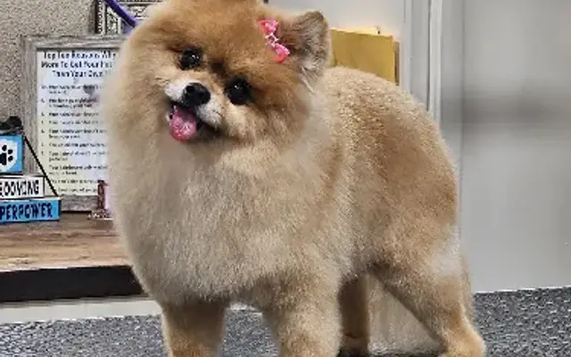 A Cut Above Pet Grooming in Plant City, FL