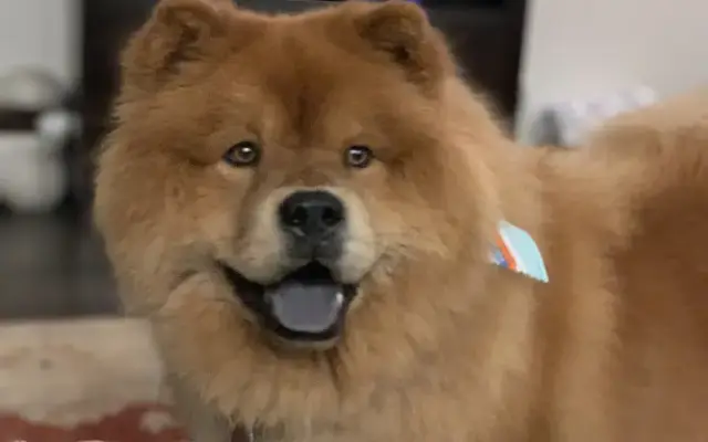 Trayce’s Dog Grooming in Georgetown, TX