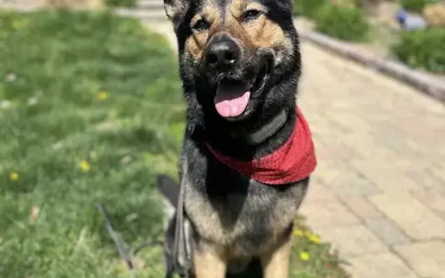 Ruff Haus Kennels, LLC in Pine Bush, NY