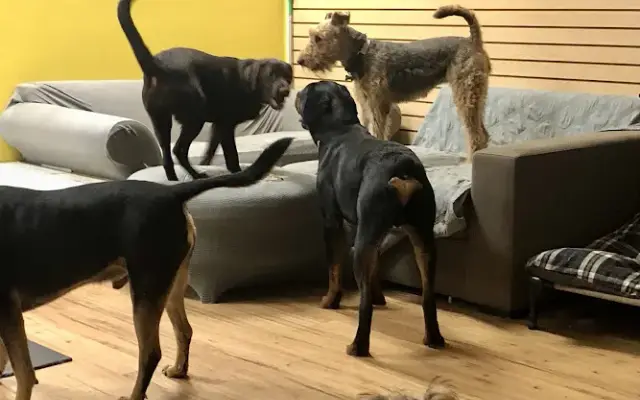 Jasper's Fur Friends in Fredericksburg, VA