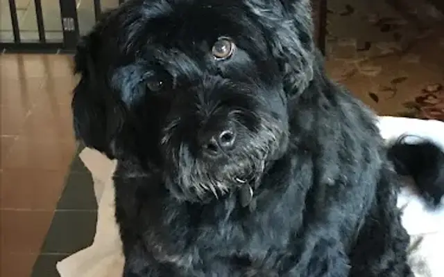 Super Star Grooming in Norco, CA