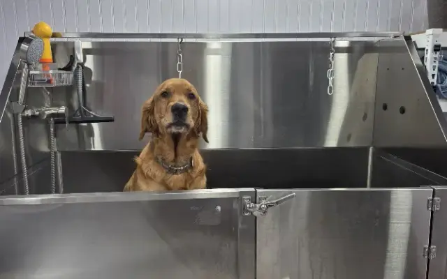 Dog Days Pet Grooming in Medford, OR