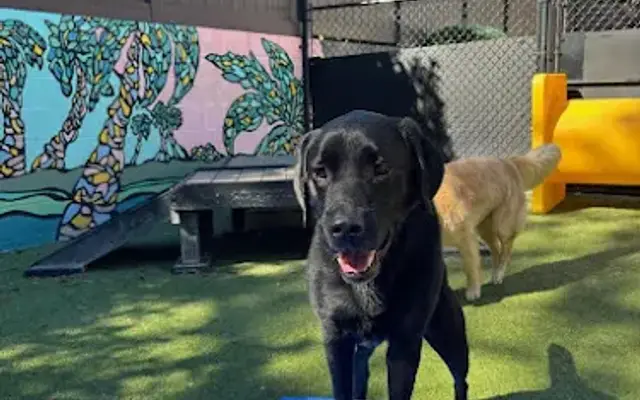 Sawgrass Pet Resort in Ponte Vedra Beach, FL