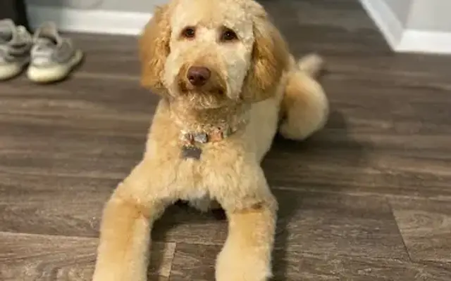 Dirty Paw Dog Spa in Marietta, GA