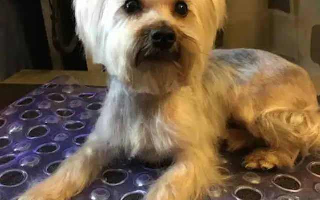 All Star Pet Mobile Grooming Spa in Temple Hills, MD