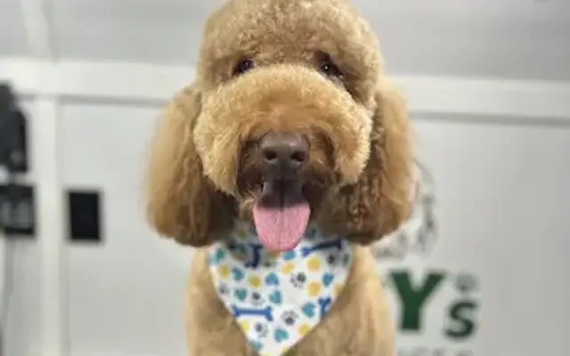 Toby's Pet Services in Rosharon, TX
