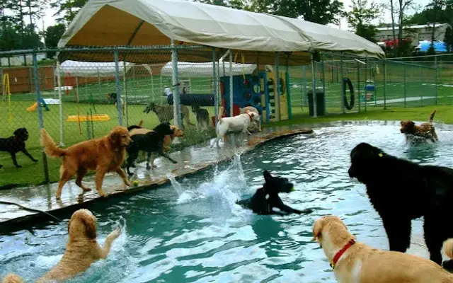 Camp Wagging Tails in Cornelius, NC