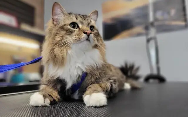 Fancy Felines in Wilmington, NC