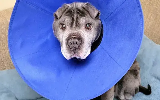Eastport Animal Hospital in East Moriches, NY