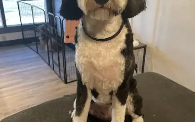 Gentle Paws Dog Grooming in Auburn, CA