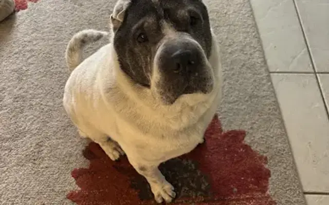PetSmart Grooming in Lady Lake, FL