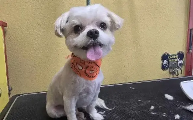 Doggy Styles Pet Salon in New Port Richey, FL