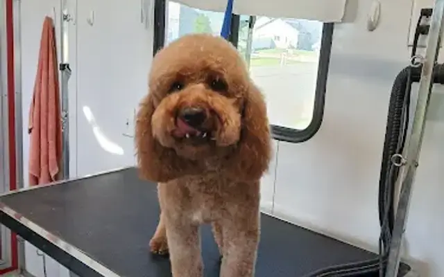 Down River Ranch Mobile Pet Spa in Idaho Falls, ID