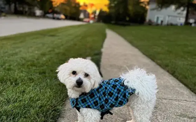 Rocky Blue Grooming in Mundelein, IL