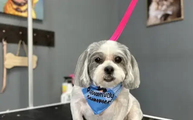 Pawlished Pawz Pet Grooming in D'Iberville, MS
