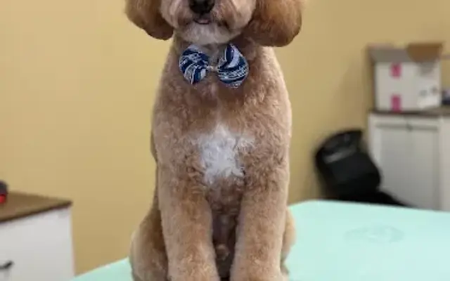 Diamond Pooch Pet Grooming LLC in Village of Clarkston, MI