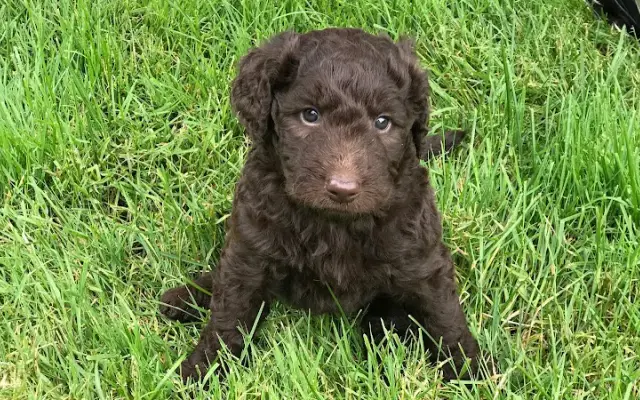 Broken Arrow Labradoodles in Longview, WA
