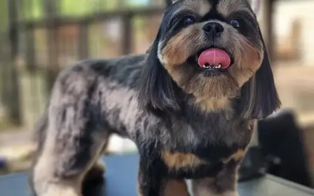 Spritz and Wits House Call Grooming in Raleigh, NC