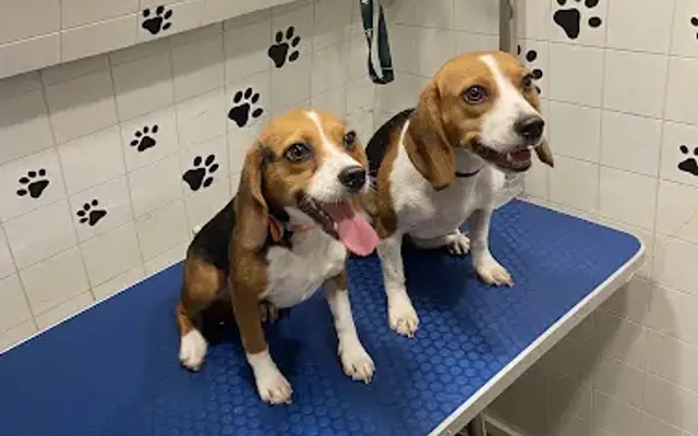 A&S Pet Services Corp in Miami, FL