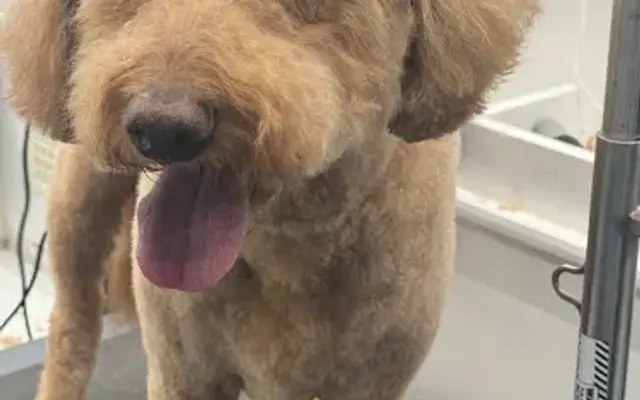 Retreat Pet Spaw Mobile Grooming in Raleigh, NC