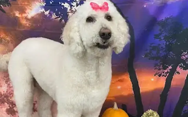 Tail of 2 Groomers LLC Grooming, Boarding, & Daycare in Oakland City, IN
