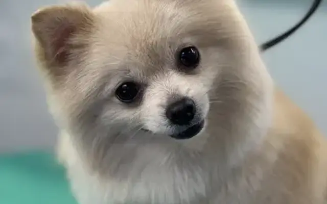 Golden Paws Mobile Dog Grooming in Wildomar, CA