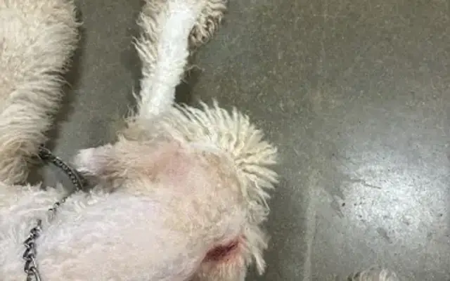 PetSmart Grooming in Garner, NC
